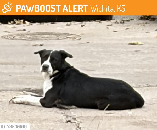 Found/Stray Male Dog last seen Mt Vernon @ Spruce, Wichita, KS 67216
