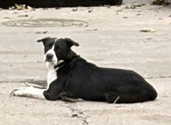 Found/Stray Male Dog last seen Mt Vernon @ Spruce, Wichita, KS 67216
