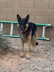 Found/Stray Male Dog last seen Meridian and Warner, Mesa, AZ 85201