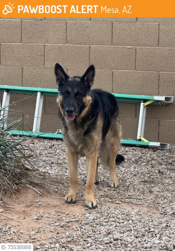 Found/Stray Male Dog last seen Meridian and Warner, Mesa, AZ 85201