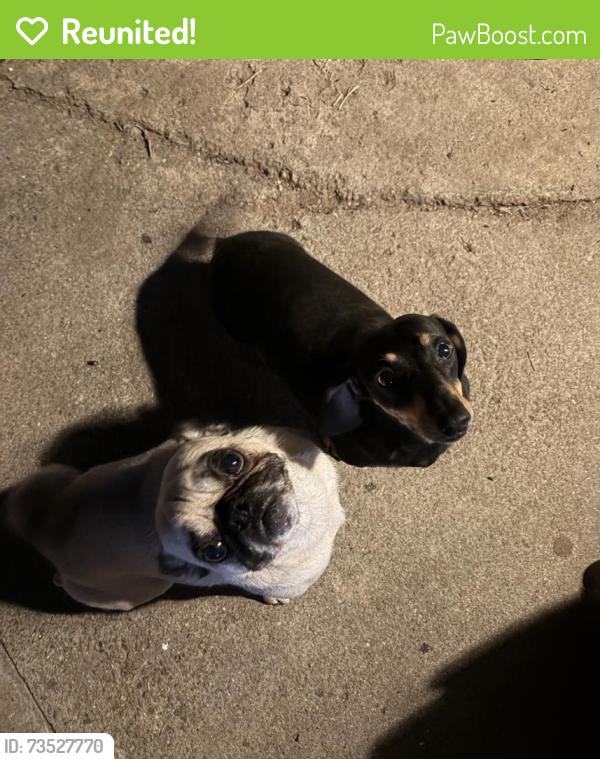 Reunited Male Dog last seen Fern st and Lincoln, Escondido, CA 92027
