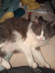 Found/Stray Unknown Cat last seen Williamsburg, OH N Front is right by the river, Williamsburg, OH 45176