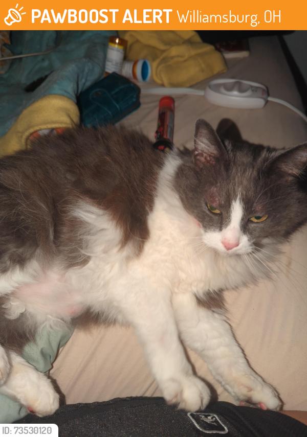 Found/Stray Unknown Cat last seen Williamsburg, OH N Front is right by the river, Williamsburg, OH 45176