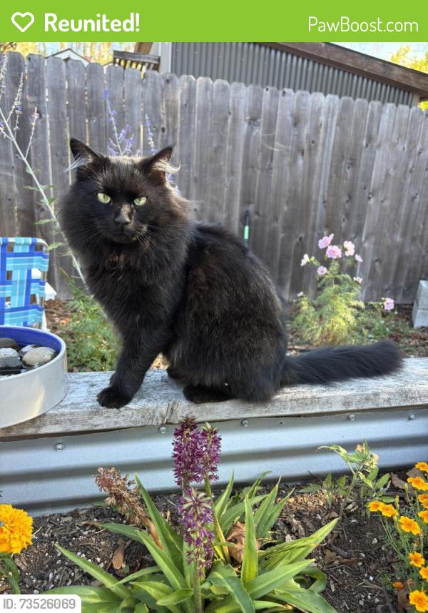 Reunited Male Cat last seen 63rd and Fremont, Portland, OR 97213