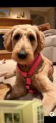 Lost Female Dog last seen Greenwood ave, Edison, NJ 08817