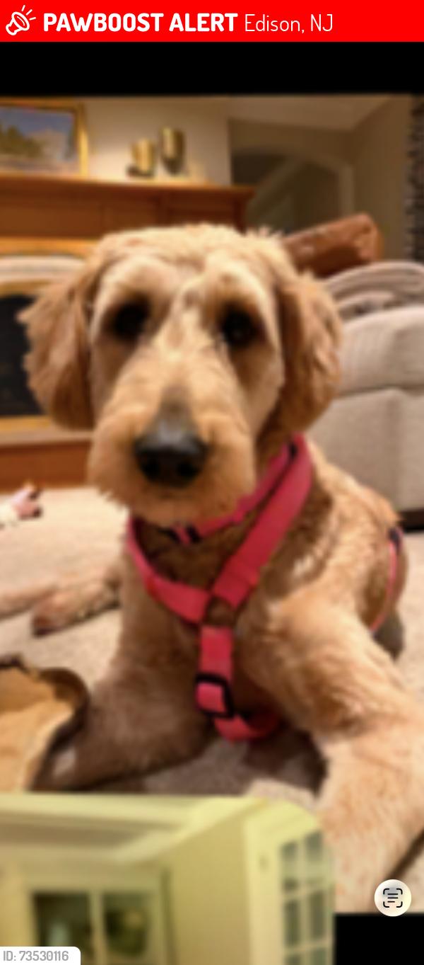 Lost Female Dog last seen Greenwood ave, Edison, NJ 08817