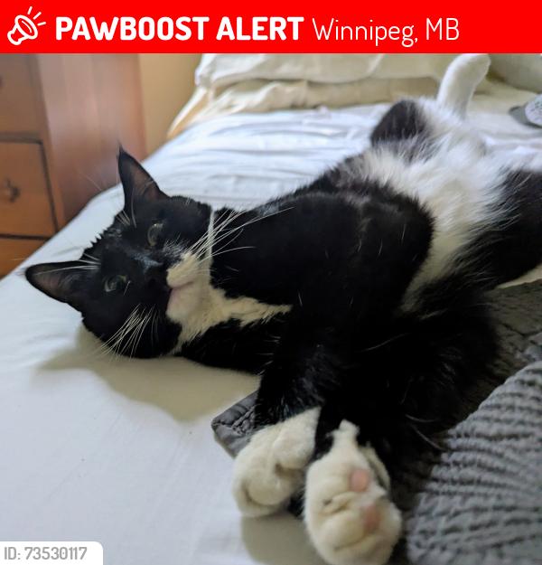 Lost Female Cat last seen Southwest Winnipeg, Winnipeg, MB 