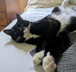 Lost Female Cat last seen Southwest Winnipeg, Winnipeg, MB 