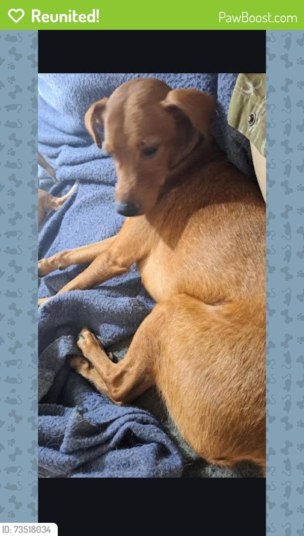 Reunited Male Dog last seen Bent Tree Drive & Lakewood Bvd, Euless, TX 76039