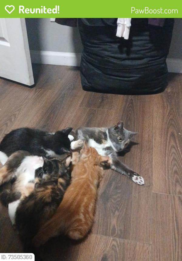 Reunited Female Cat last seen Sunset park, Brooklyn, NY 11220