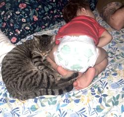 Reunited Female Cat last seen Trenton and Newcastle, Fort Walton Beach, FL 32547