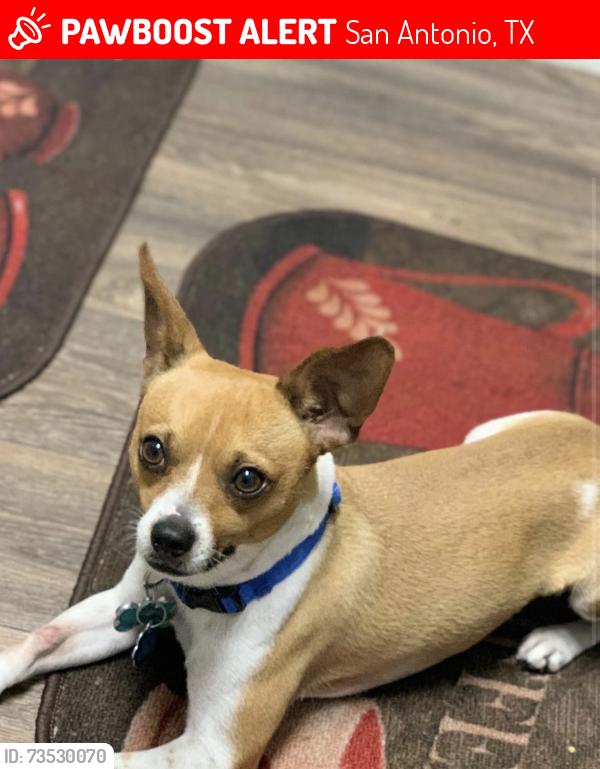 Lost Male Dog last seen Fairlawn dr, San Antonio, TX 78223