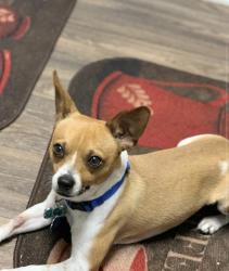 Lost Male Dog last seen Fairlawn dr, San Antonio, TX 78223