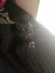 Lost Female Cat last seen Riggin plaza, Visalia, CA 93291
