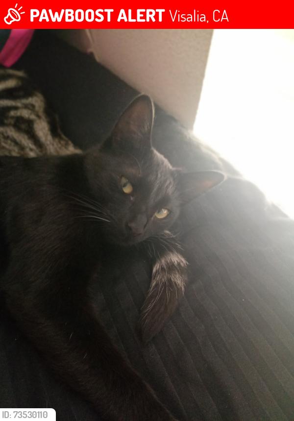Lost Female Cat last seen Riggin plaza, Visalia, CA 93291