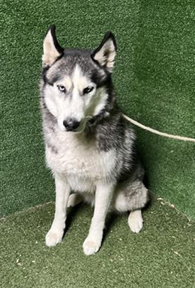 Shelter Stray Male Dog last seen , 5210 W Ave I, Lancaster, CA 93536, USA
