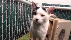 Shelter Stray Male Cat last seen , 11258 Garfield Ave, Downey, CA 90242, USA