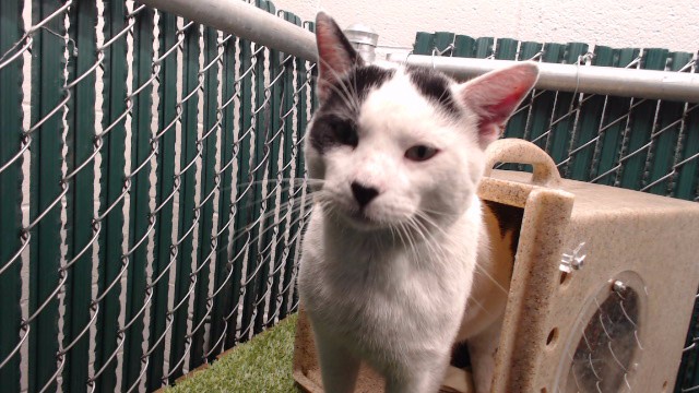 Shelter Stray Male Cat last seen , 11258 Garfield Ave, Downey, CA 90242, USA