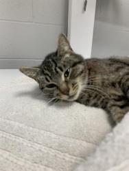 Shelter Stray Female Cat last seen Near, 5001 E Raymond St, Indianapolis, IN 46203, USA
