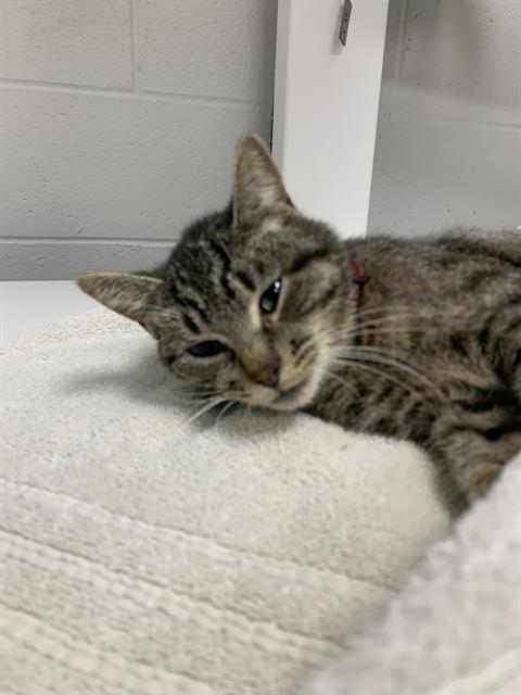Shelter Stray Female Cat last seen Near, 5001 E Raymond St, Indianapolis, IN 46203, USA