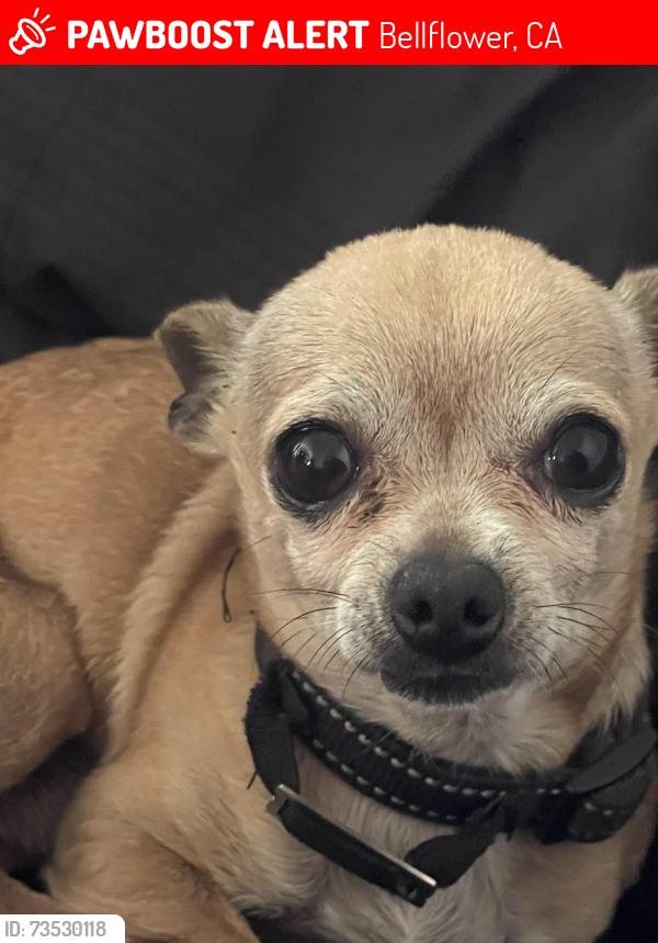 Lost Male Dog last seen Olive and Virginia, Bellflower, CA 90706