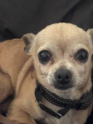 Lost Male Dog last seen Olive and Virginia, Bellflower, CA 90706
