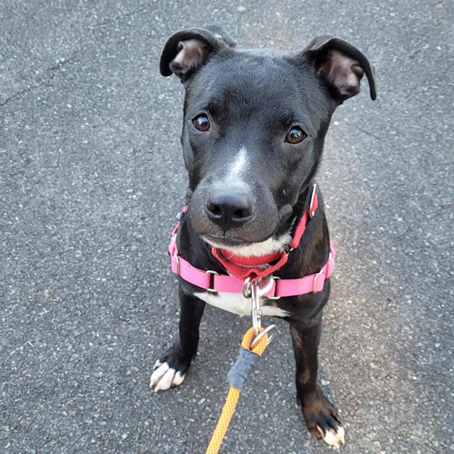 Shelter Stray Male Dog last seen Near BLOCK PACIFIC HWY S, KENT WA 98032, 21615 64th Ave S, Kent, WA 98032, USA
