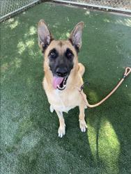 Shelter Stray Female Dog last seen , West Valley Animal Shelter, 20655 Plummer St, Chatsworth, CA 91311, USA