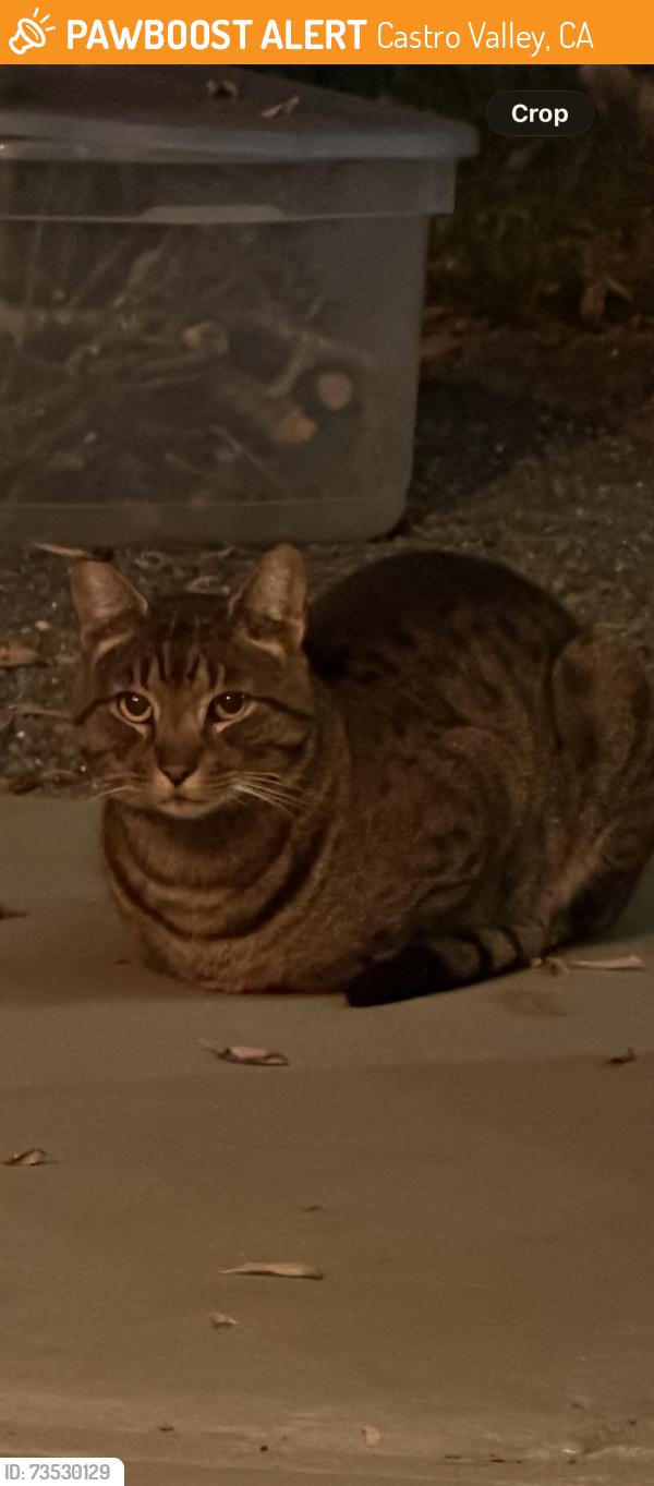 Found/Stray Male Cat last seen Winifred Dr and Rahlves Dr, Castro Valley, CA 94546