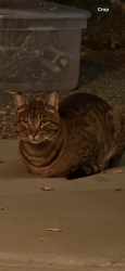Found/Stray Male Cat last seen Winifred Dr and Rahlves Dr, Castro Valley, CA 94546