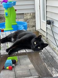 Lost Female Cat last seen Ceder avenue, Long Branch, NJ 07740