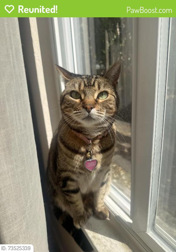 Reunited Female Cat last seen Maya Angelou academy, Oakland, CA 94619