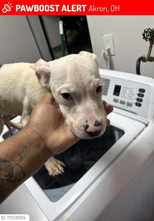Lost Male Dog last seen Near Edmeyer Court, Akron, OH, USA, Akron, OH 44306