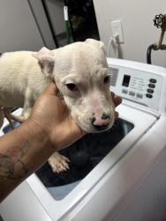 Lost Male Dog last seen Near Edmeyer Court, Akron, OH, USA, Akron, OH 44306