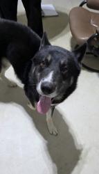 Reunited Male Dog last seen Mamie Rd, Benson NC, Benson, NC 27504