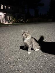 Reunited Male Cat last seen NE 13th St x 165 Ave NE, Bellevue, WA 98008