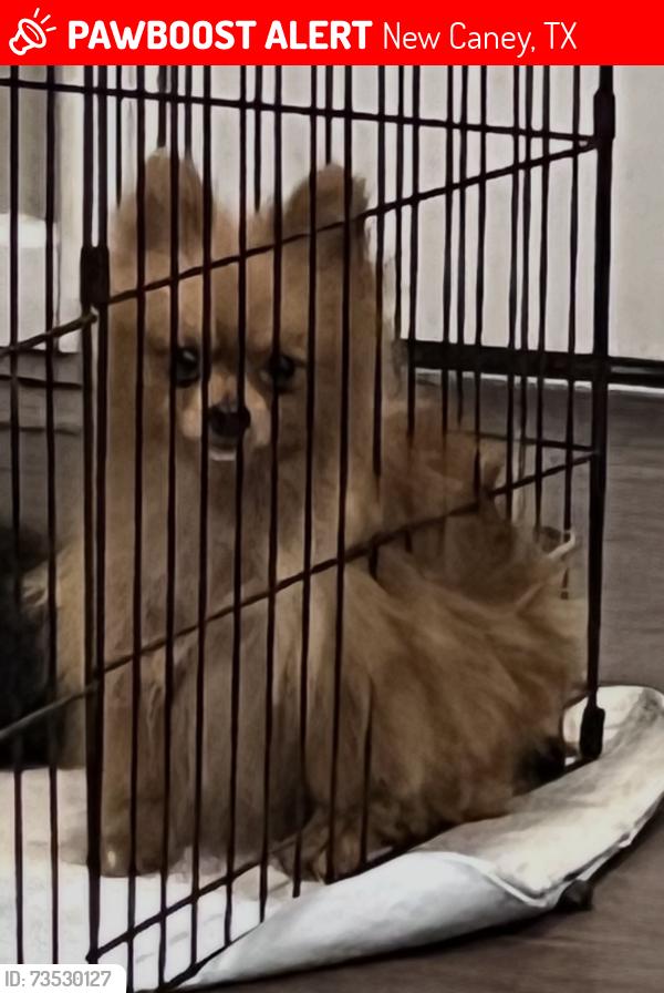 Lost Male Dog last seen Theresa st, New Caney, TX 77357