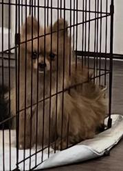 Lost Male Dog last seen Theresa st, New Caney, TX 77357