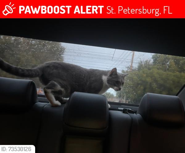 Lost Male Cat last seen Near 59th ave NE and 1st street NE, St. Petersburg, FL 33703