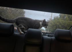 Lost Male Cat last seen Near 59th ave NE and 1st street NE, St. Petersburg, FL 33703
