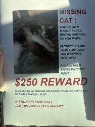 Lost Female Cat last seen Dalewood Park, Fort Campbell Blvd, & Peachers Mill, Clarksville, TN 37042