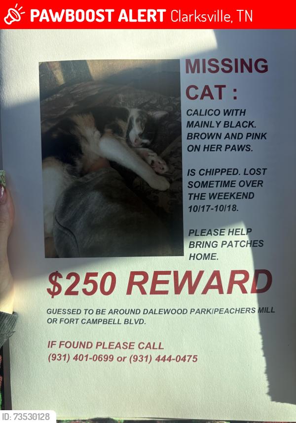 Lost Female Cat last seen Dalewood Park, Fort Campbell Blvd, & Peachers Mill, Clarksville, TN 37042