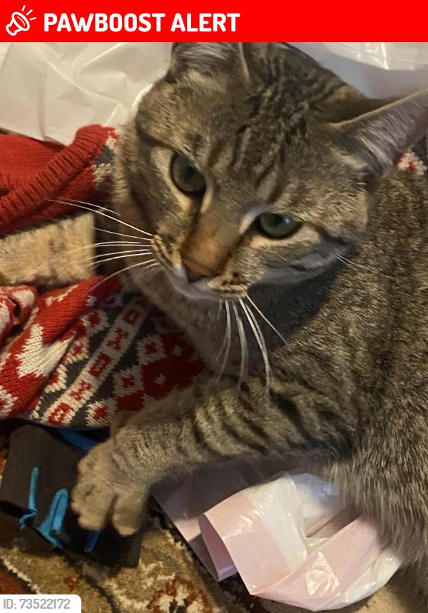 Lost Male Cat last seen Day rd and Old Mill, Deschutes County, OR 97739