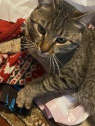 Lost Male Cat last seen Day rd and Old Mill, Deschutes County, OR 97739