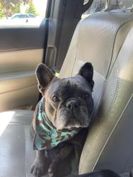 Reunited Male Dog last seen Near Parrish Lane and Centerville Elementary, Centerville, UT 84014