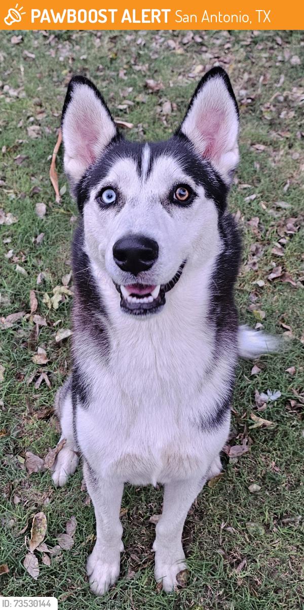 Found/Stray Male Dog last seen Oak briar and love tree, San Antonio, TX 78232