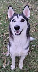 Found/Stray Male Dog last seen Oak briar and love tree, San Antonio, TX 78232