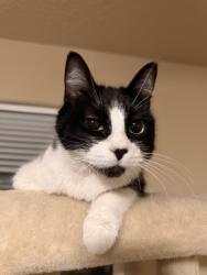 Reunited Female Cat last seen Ash meadows Rd, Bullwinkles, Wilsonville, OR 97070