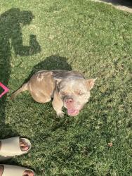 Reunited Female Dog last seen 21st and Garnett, Tulsa, OK 74129