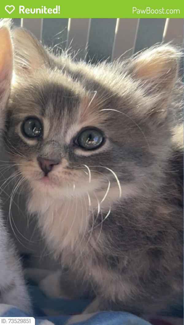 Reunited Female Cat last seen River road, Eugene, OR 97404